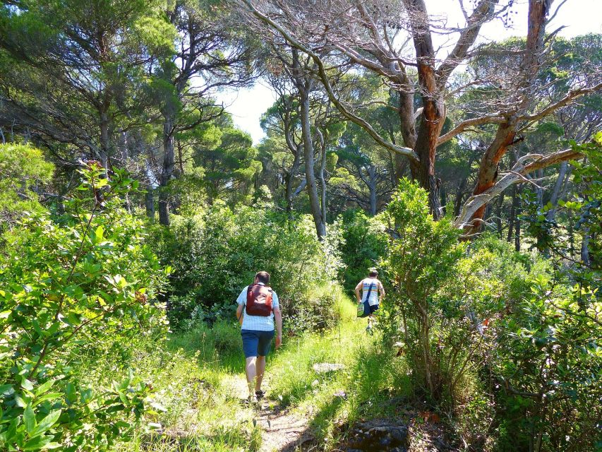 From Dubrovnik: Hiking & Swimming on Koločep Island Day Trip - Swimming and cliff jumps: the reward break that changes the day