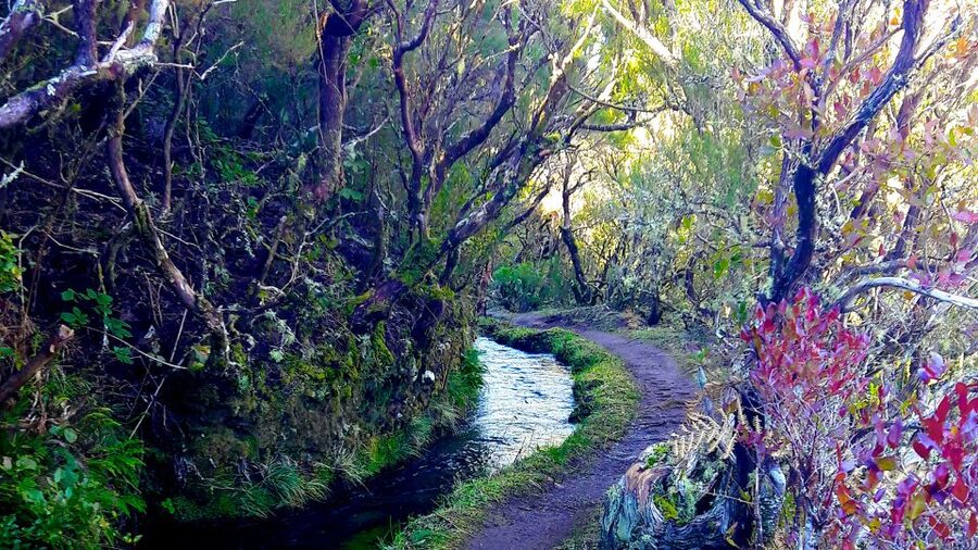 From Funchal: Madeira Lakes Levada Guided Hike - Levada do Alecrim: the start of your shaded “follow the water” walk