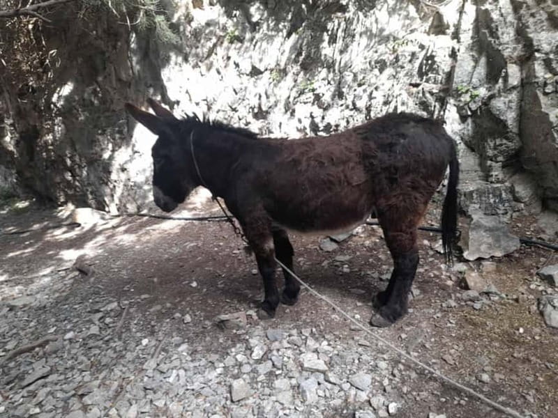 From Georgioupoli: Easy Hiking Day-Trip to Imbros Gorge - What to Pack: Simple Gear That Prevents Day-Trip Regrets