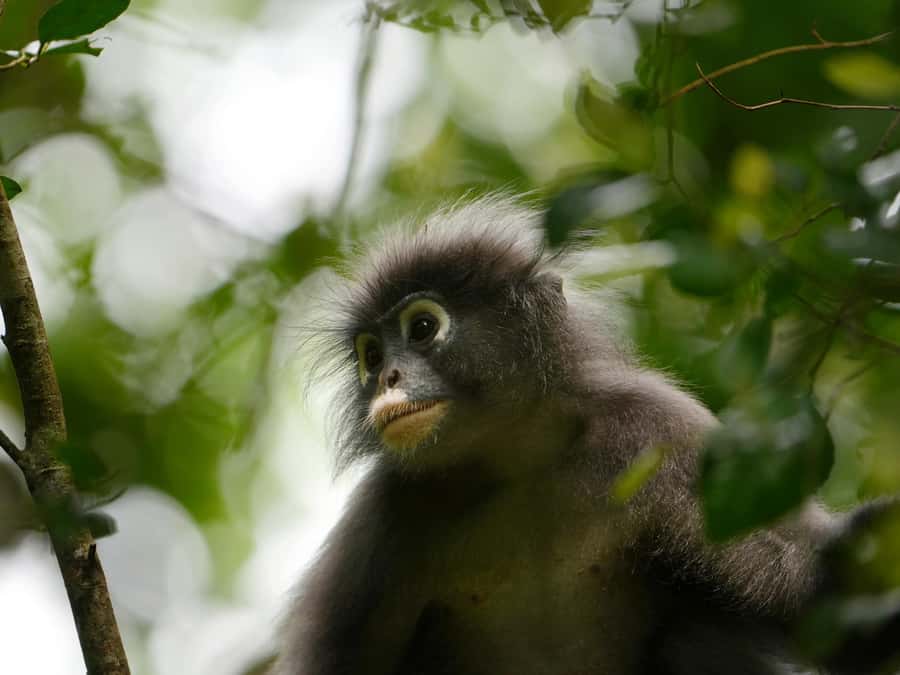 From Khao Lak: Khao Sok Jungle Hike & River Tour - Key highlights worth your attention