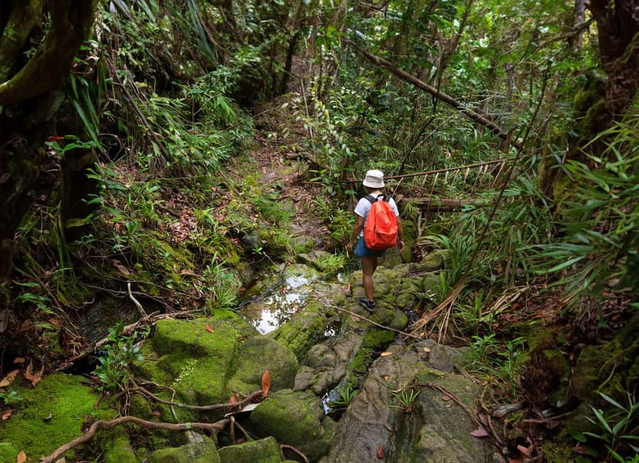 From Khao Lak: Khao Sok Jungle Hike & River Tour - From Khao Lak to Khao Sok: early pickup and park check-in
