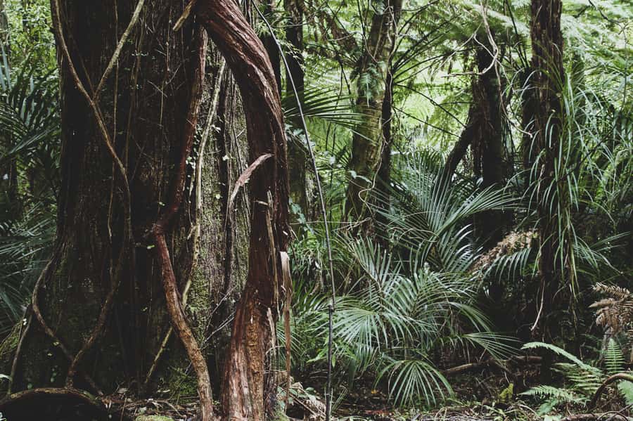 From Khao Lak: Khao Sok Jungle Hike & River Tour - Thai lunch and downtime: refuel like you mean it