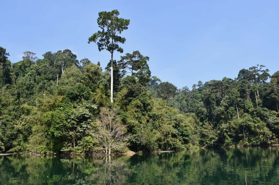 From Krabi: Cheow Lan Lake Cruise and Khao Sok Jungle Hike - What makes this day trip a smart pick