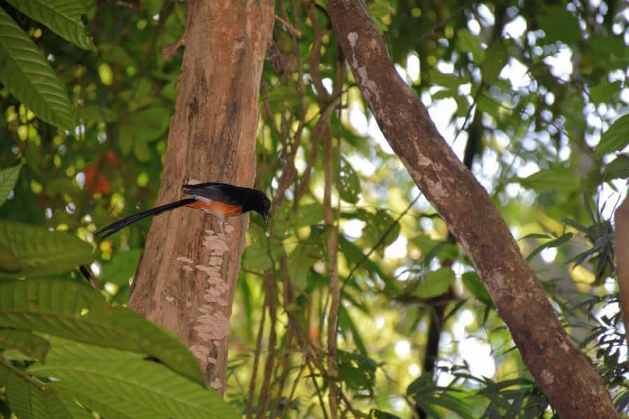 From Krabi: Cheow Lan Lake Cruise and Khao Sok Jungle Hike - Practical tips to make the day smoother