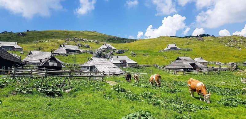 From Ljubljana: Velika Planina Guided Hike - The Guided Hike: Meadows, Forest, and Viewpoints That Earn Their Photos