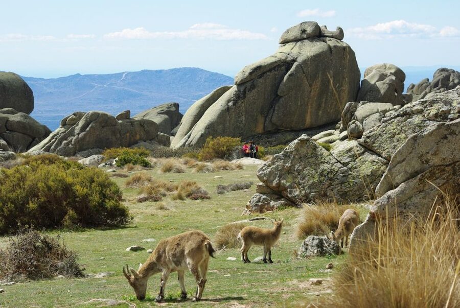 From Madrid: Sierra de Guadarrama Hiking Day Trip - The Heart of the Day: A 4-Hour Guided Hike With a Pace That Works