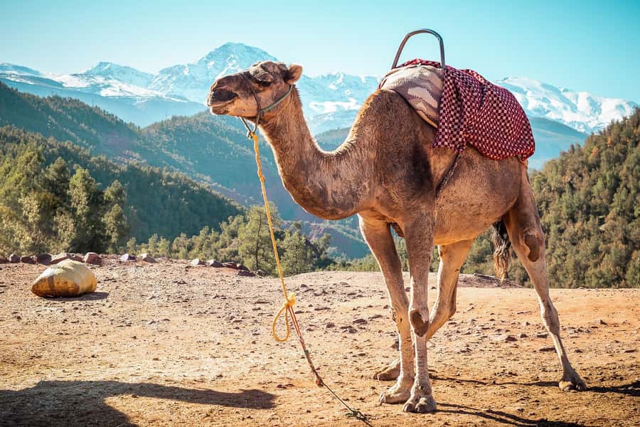 From Marrakech: Atlas Mountains Full-Day Hiking Trip w Lunch - Villages, orchards, and real Berber home lunch