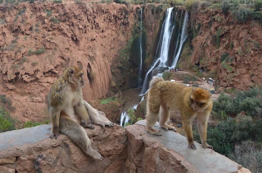 From Marrakech: Ouzoud Waterfalls Guided Hike and Boat Tour - Walking the Falls: Uneven Steps, Monkey Etiquette, and a Reality Check