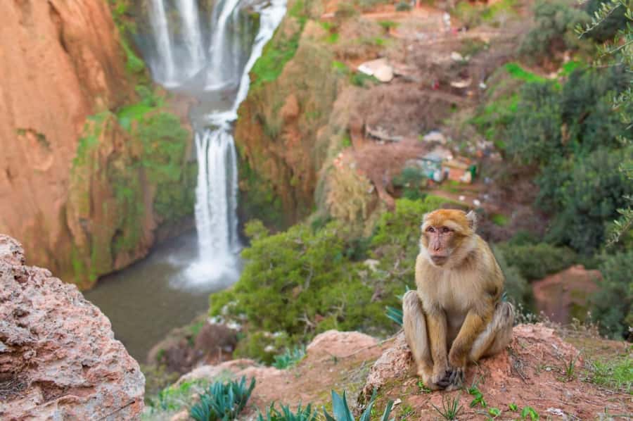 From Marrakech: Ouzoud Waterfalls Guided Hike and Boat Tour - Berber Culture Stops: Traditional Houses and Argan Oil by Berber Women