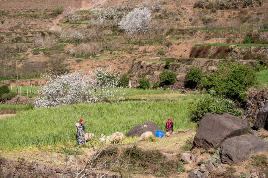 From Marrakesh: Atlas Mountains Talamrout Summit Day Hike - Views of Toubkal, Imenane Valley, and the Villages Below
