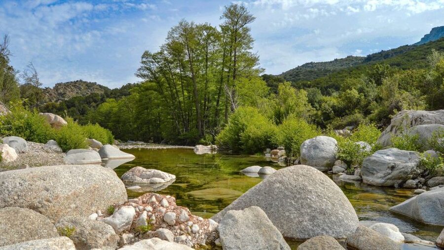 From Orosei or Dorgali: Gorropu Canyon Guided Hike - Wildlife and endemic plants: what you should keep your eyes on