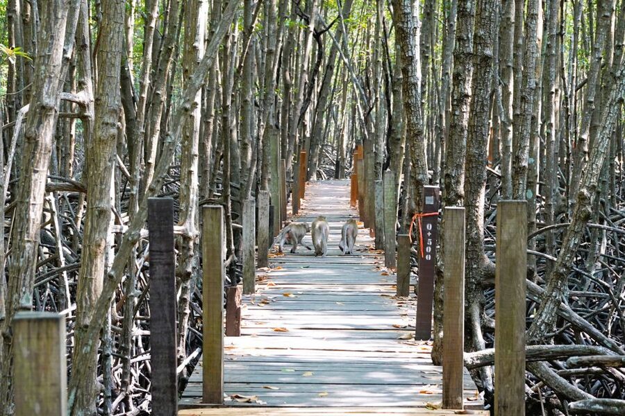 From Pattaya: Rayong Adventure Hike and Kayak Day Trip - Who should book this day trip (and who should think twice)