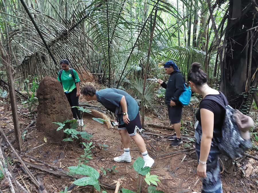 From Phuket: Guided Rainforest Hike with Lunch - Quick hits from this Phuket rainforest day