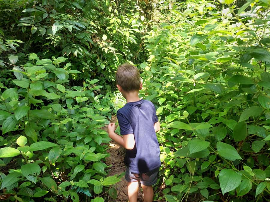 From Phuket: Guided Rainforest Hike with Lunch - Safety and the reality of jungle stings and slippery footing