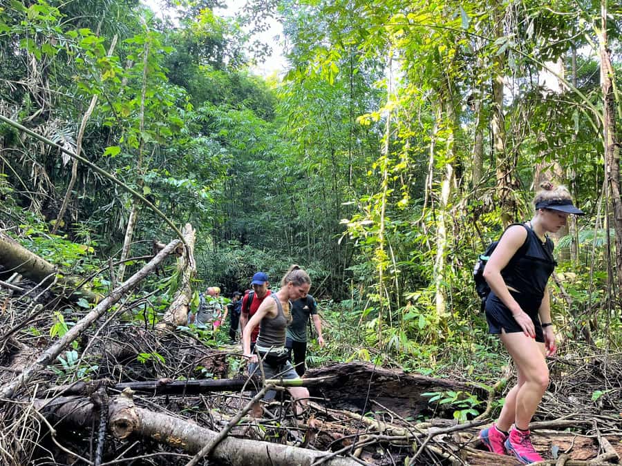 From Phuket: Guided Rainforest Hike with Lunch - Wildlife spotting: what you can expect without forcing it