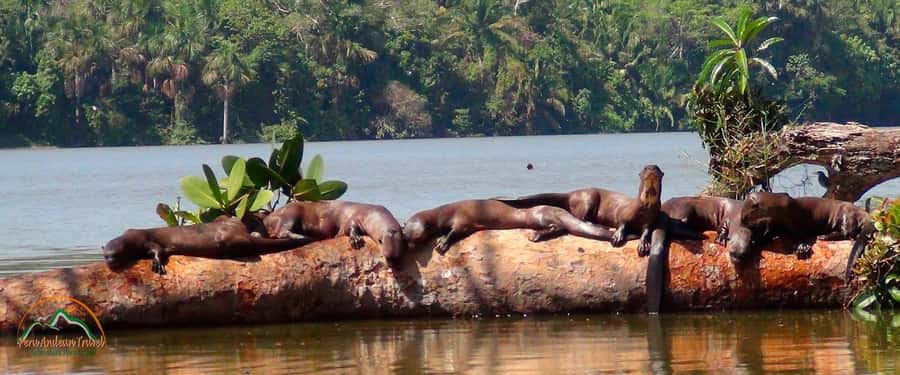 From Puerto Maldonado | Jungle hike + Sandoval Lake | - 9:00 a.m. pickup to Tambopata Reserve: the morning pace