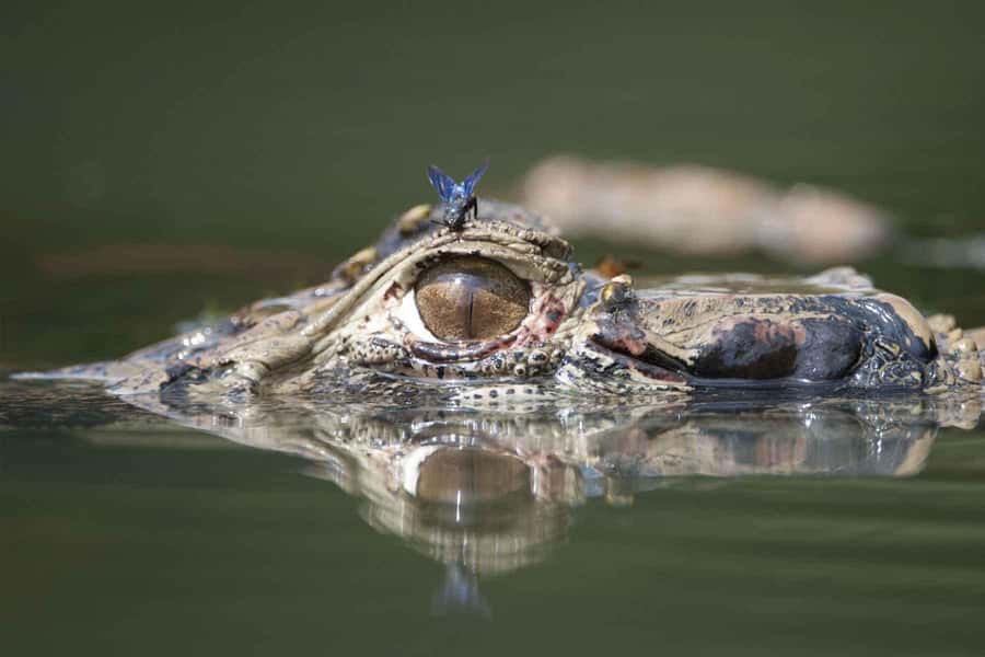 From Puerto Maldonado | Jungle hike + Sandoval Lake | - Lunch in the reserve area: refuel after walking and waiting