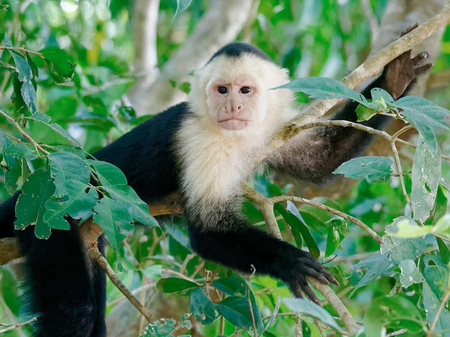 From Puerto Maldonado | Jungle hike + Sandoval Lake | - The 3 km jungle hike: monkeys, snakes, macaws, and falcons