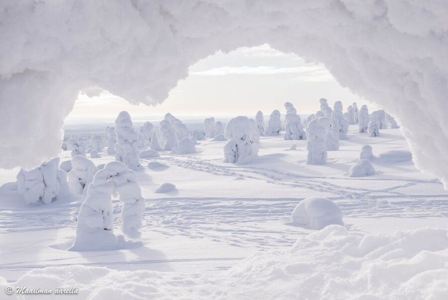 From Rovaniemi: Winter Wonderland Hike with a Hot Drink - Price and value: is $282 per person fair for this kind of day?