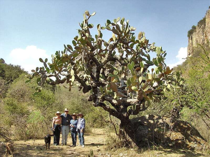 From San Miguel de Allende: Hiking in the Canyon with Lunch - Key things to know before you go