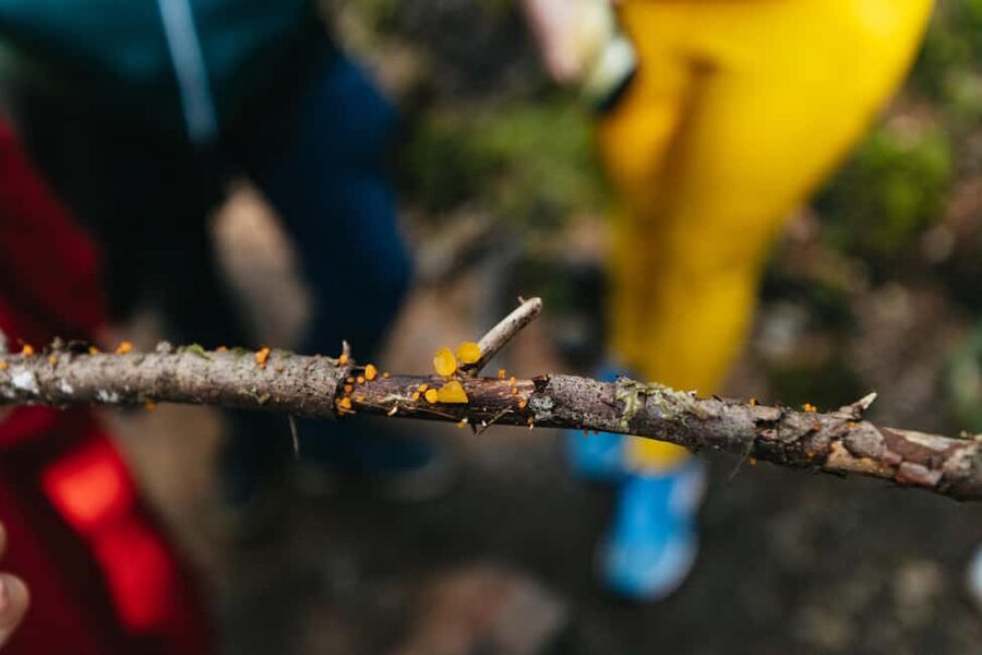 From Seattle: Visit Snoqualmie Falls and Hike to Twin Falls - What Makes the Trail Worth It: Old-Growth Feel, Breaks, and Photo Time