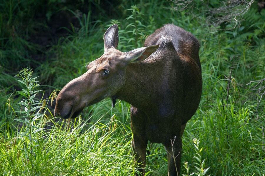 From Skagway: White Pass Summit Guided Bus Tour - Key highlights worth clocking