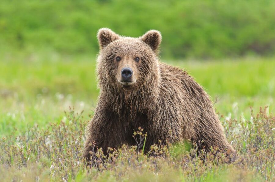 From Skagway: White Pass Summit Guided Bus Tour - Wildlife on the pass: what you can look for and how to spot it