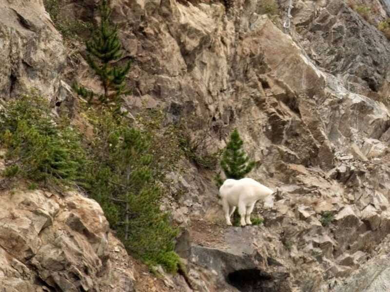 From Skagway: Wild Adventure Yukon Day Trip with BBQ Lunch - Wildlife spotting on the Tutshi River: what to expect without wishful thinking
