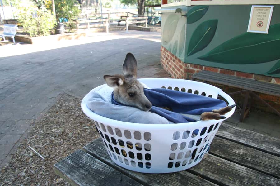 From Sydney: Blue Mountains Small-Group Tour Picnic & Hike - Govetts Leap: waterfalls drop about 180 meters