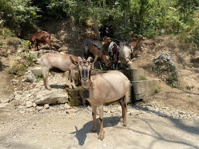 FROM TIRANA: Bovilla Lake & Gamti Mountain Hiking Trip - The Bovilla Lake stair fees and the hike that stays within reach