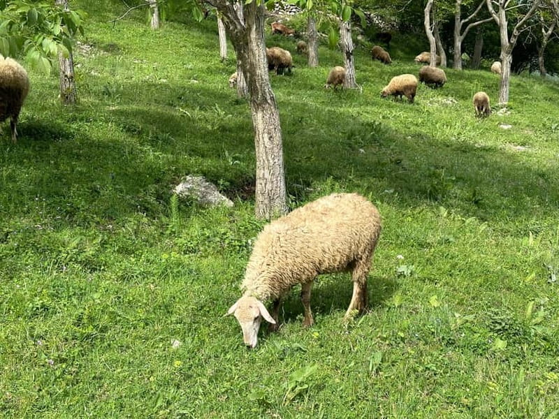 From Tirana: Bovilla Lake & Gamti Mountain Viewpoint Hike - Key highlights at a glance