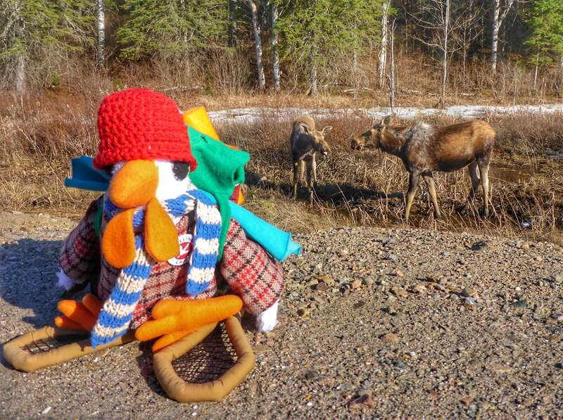 From Toronto: Algonquin Park Canoeing & Hiking Adventure - Key things I’d circle on your planner