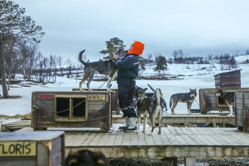 From Tromsø: Guided Husky Snowshoe Hike and Husky Camp Visit - Puppies, pulling, and how to handle your assigned husky