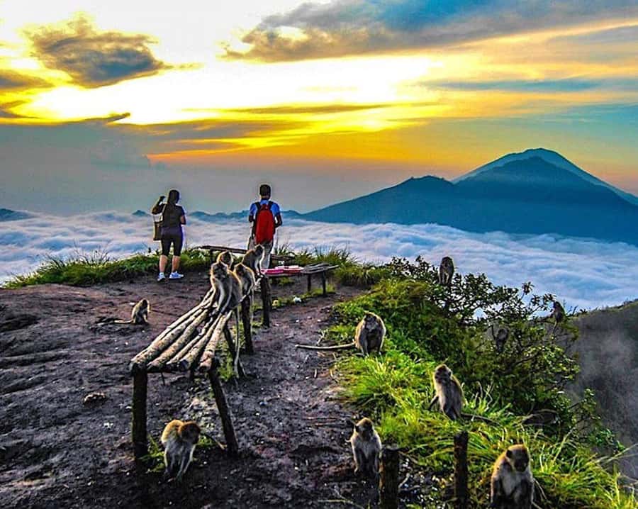 From Ubud: Mount Batur Hiking - Coffee plantation stop: culture time before you return to Bali