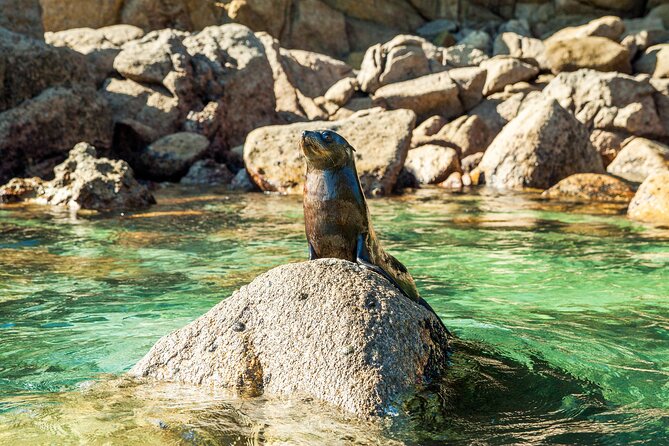 Full-Day Abel Tasman National Park Hiking Tour with Cruise - Torrent Beach lunch: a real meal in a stunning spot