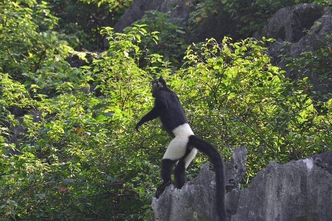 Full-Day Cuc Phuong National Park Hiking Tour - Key highlights to expect
