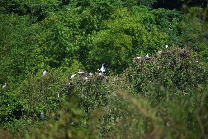 Full-Day Cuc Phuong National Park Hiking Tour - Ninh Binh Countryside Drive: More Than Just Transit