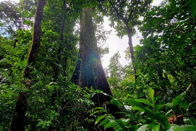 Full Day Hike Tour from Dominica - Boiling Lake in Morne Trois Pitons: What You’ll Actually Do