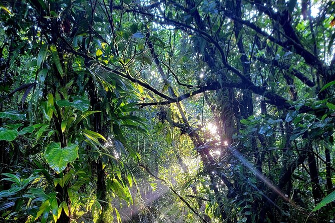 Full Day Hike Tour from Dominica - The Timing, Pace, and What a Small Group Really Means