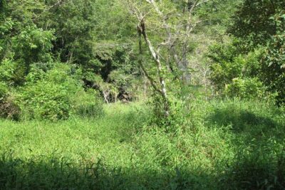 Full day hikes, Cycles, Kayaks & swims in Cat Ba National park - The Jungle Trek to Frog Pond: Forest Smells, Butterflies, and a Rare Pool