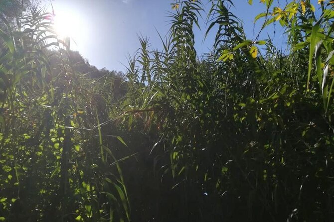 Full day Hiking and Waterfalls Experience - Key Highlights You’ll Feel During the Day