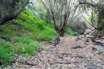 Full day Hiking and Waterfalls Experience - Gran Canaria’s Microclimate: Why This Walk Feels Like Two Islands