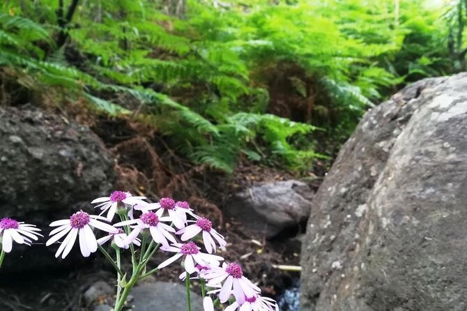 Full day Hiking and Waterfalls Experience - Weather Reality in Gran Canaria: Plan for Variable Conditions