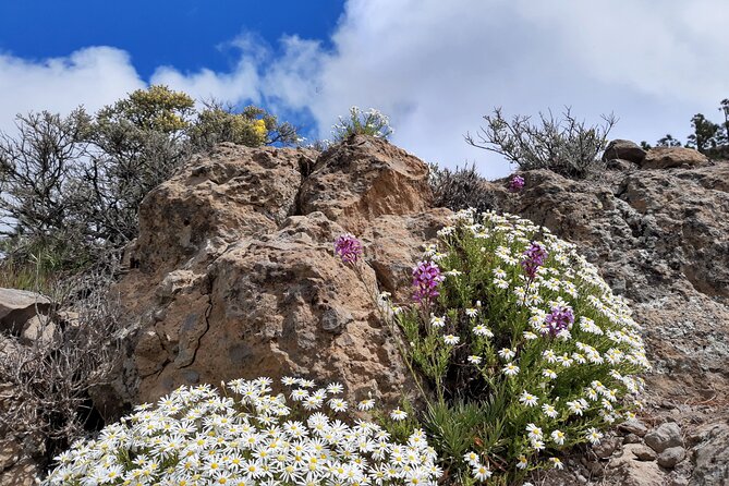 Full day Hiking Gran Canaria Peaks of Gran Canaria - Seasonal Route Update (May 15 to September 30)