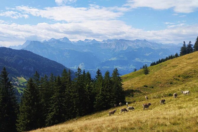 Full-Day Hiking Swiss Alps and Lake swim with Pick-up - Weather flexibility: route changes without killing the day
