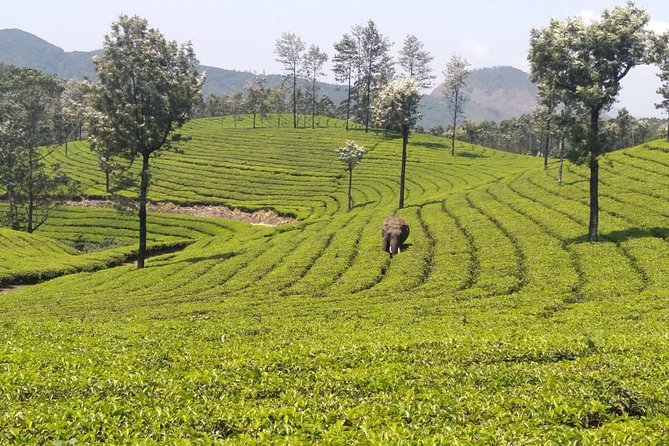 Full day in hiking in Munnar (By Munnar Info) - Stop 2: A guided trekking adventure with trained guides