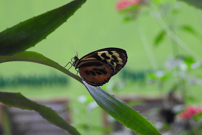 Full-Day Mindo Cloud Forest Tour Birdwatching Waterfalls and Hike - San Tadeo birding: your hands-on hummingbird hour