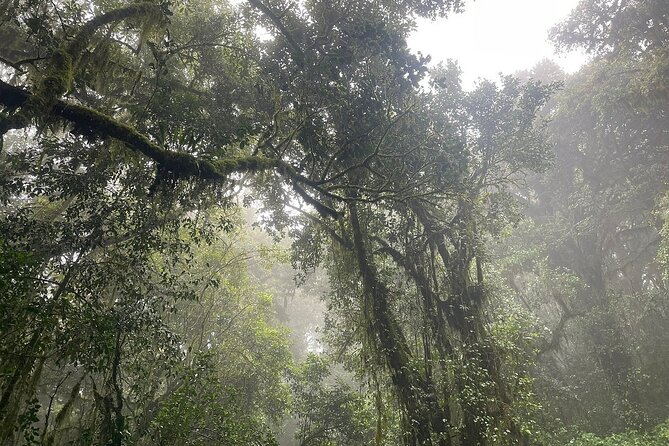 Full Day Private Hiking Tour to Kilimanjaro Mountain - Who should book this day hike to Kilimanjaro