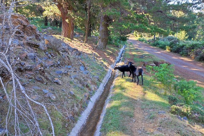 Gastro hike (Private Tour) - Espetadas and the Included Meal: Grilled Beef Skewers the Way Locals Do