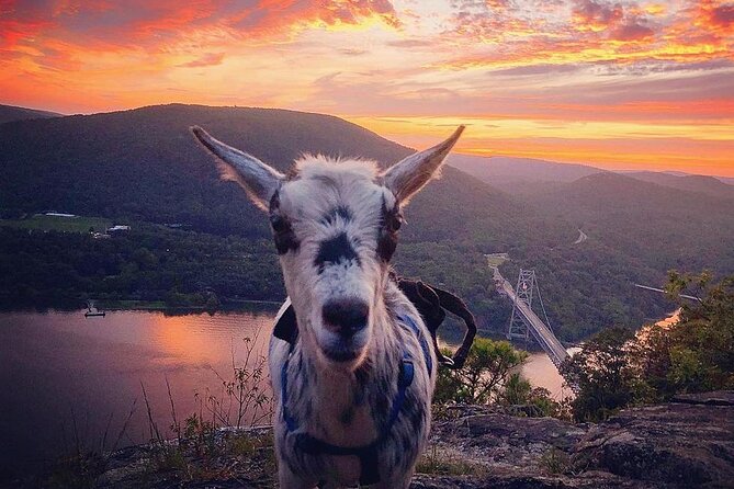 Goat Hiking, Beaver Dam Visit and picnic in Quebec forest - 3.5 hours of goat-led walking: pace, handling, and group vibe